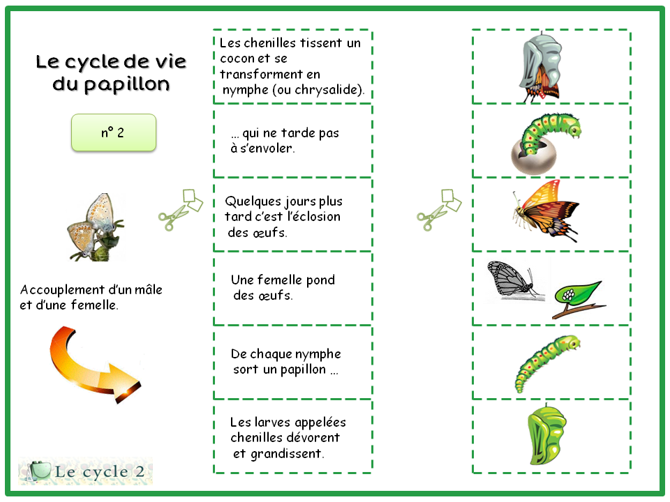 Le Cycle De Vie Du Papillon Questionner Le Monde Le Vivant Cycle 2 Ce1 Ce2 Le Cycle 2 Apres L Ecole
