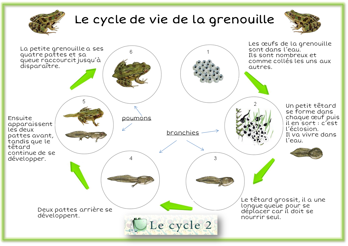 Cycle De Vie De La Grenouille Du Tetard A La Grenouille Questionner Le Monde Le Vivant Cycle 2 Ce1 Ce2 Le Cycle 2 Apres L Ecole